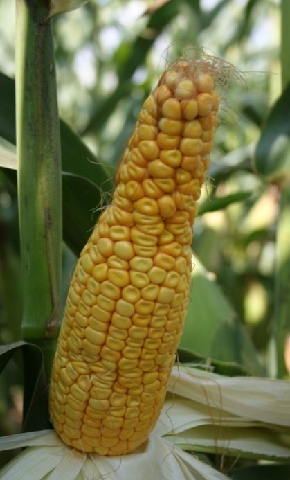 Pinched ear on a ear of corn