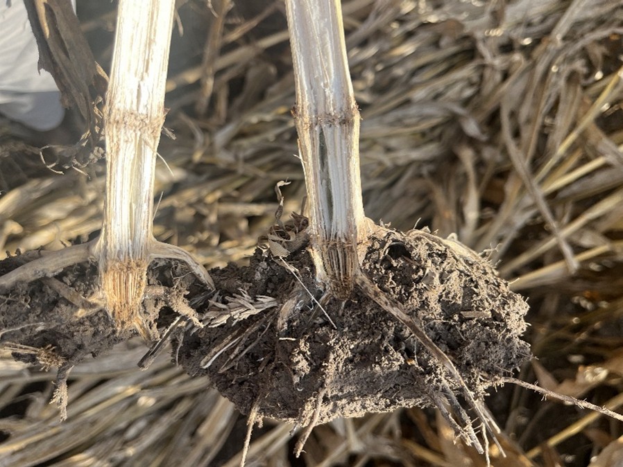 Crown Rot in Corn