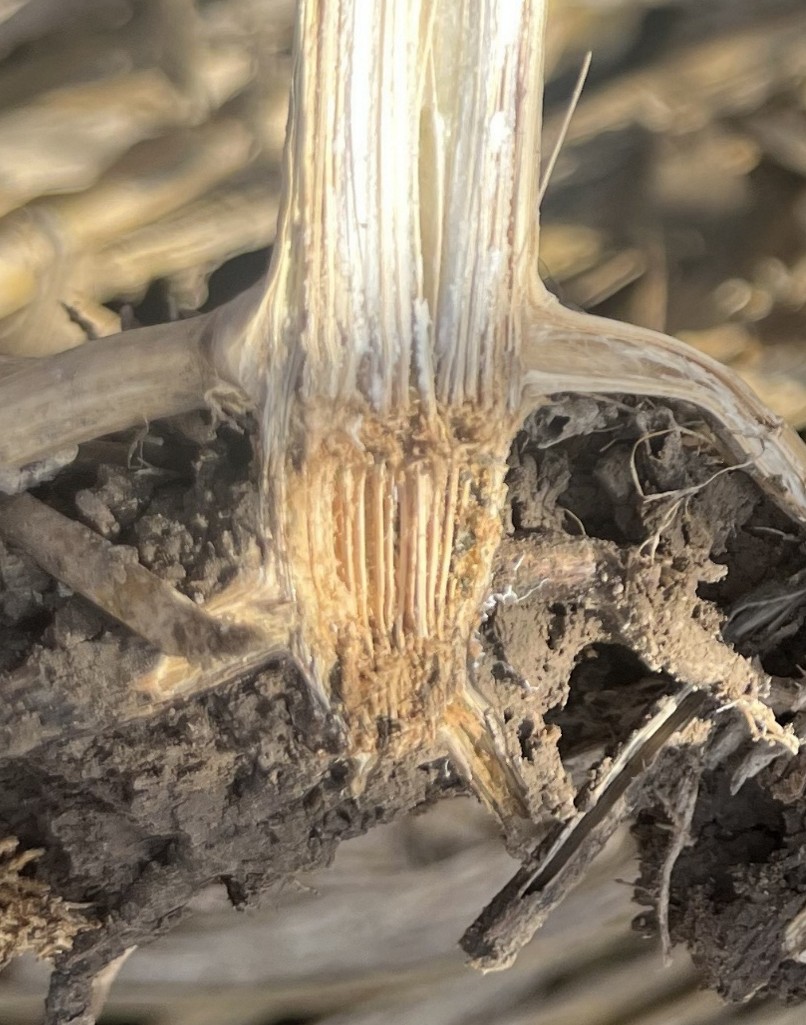 Crown Rot in Corn