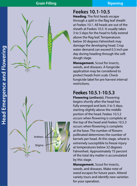 Fusarium head blight Image 3