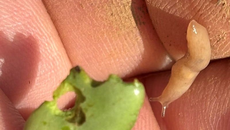 Slugs in Field Crops