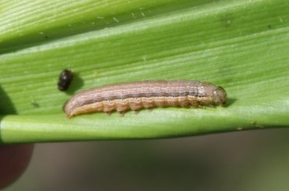 True armyworm larva on corn leaf