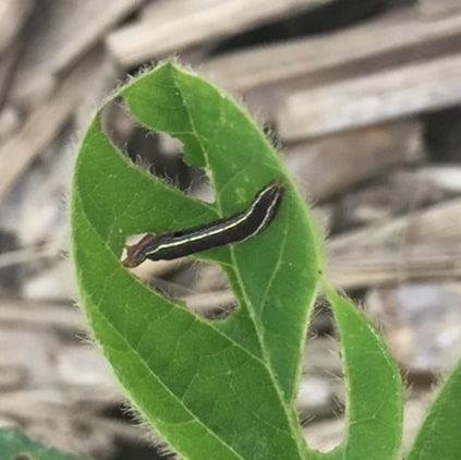 Fall armyworm feeding in a corn ear