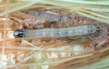 Yellow-striped armyworm and soybean injury