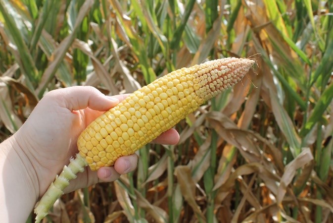 Drought affected ear of corn
