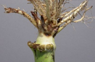 Corn Rootworms Scouting and Damage Assessment