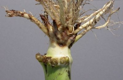 Corn Rootworms Scouting and Damage Assessment