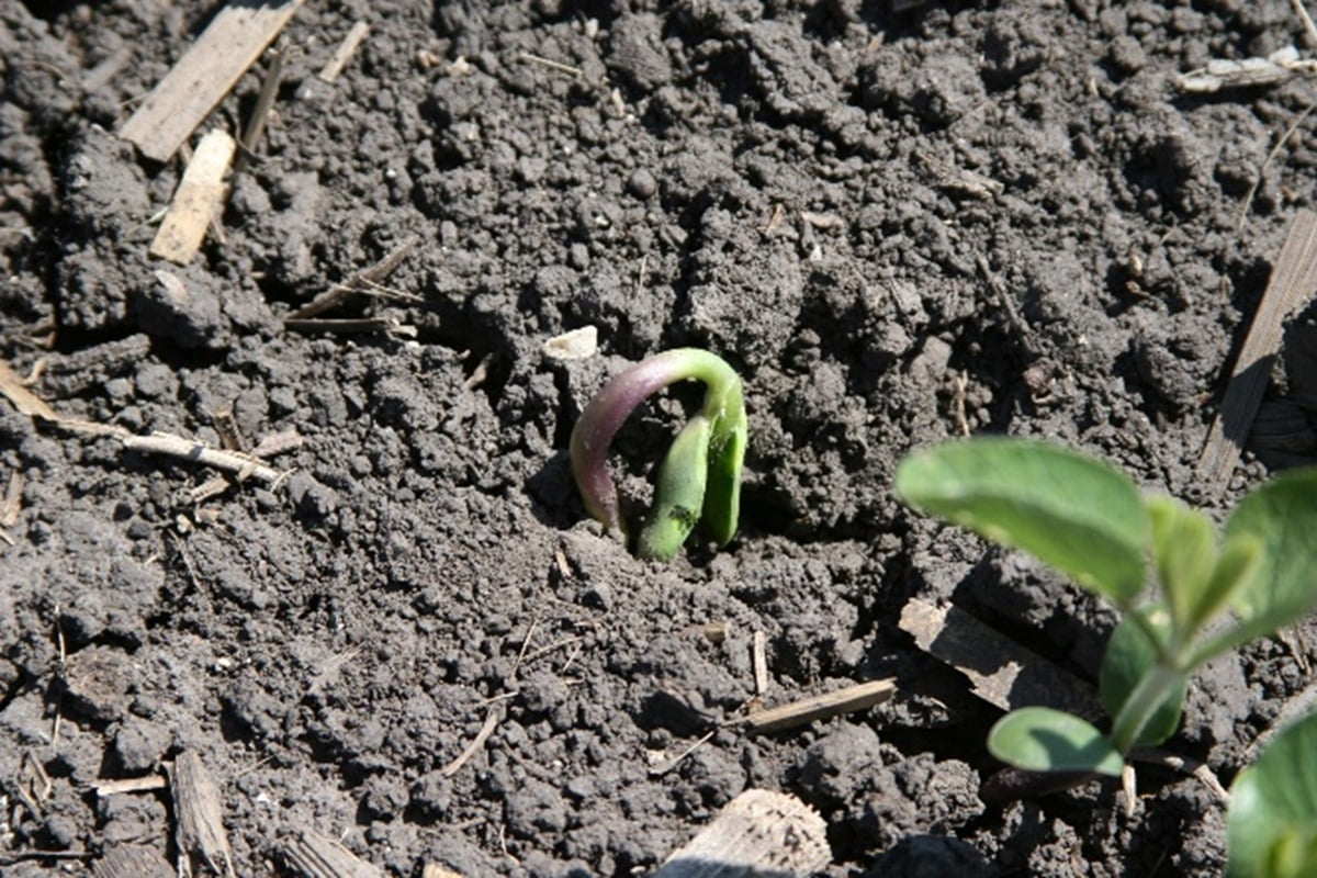 Hypocotyl Arch Beginning to Straighten & Lift Cotyledons