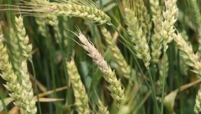 Bleaching symptoms caused by Fusarium head blight