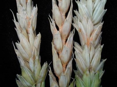 Fusarium head blight spore masses on infected heads