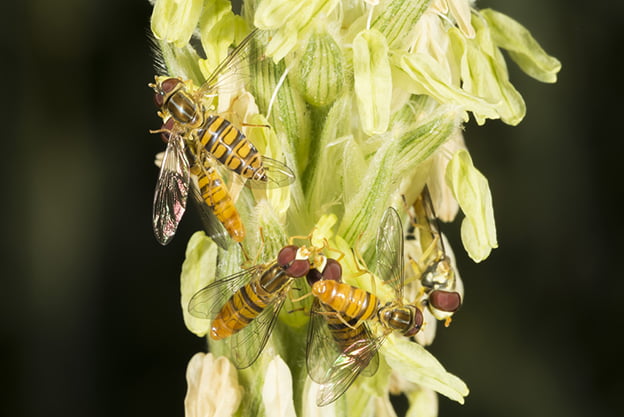 Corn Fly Syrphid Flies in Corn