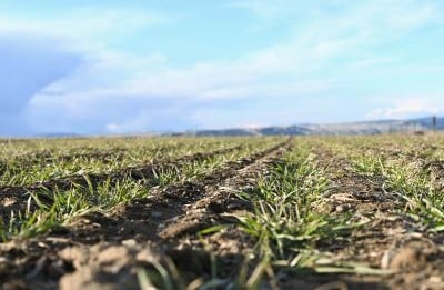 Terminating Cover Crops Before They Become Weeds