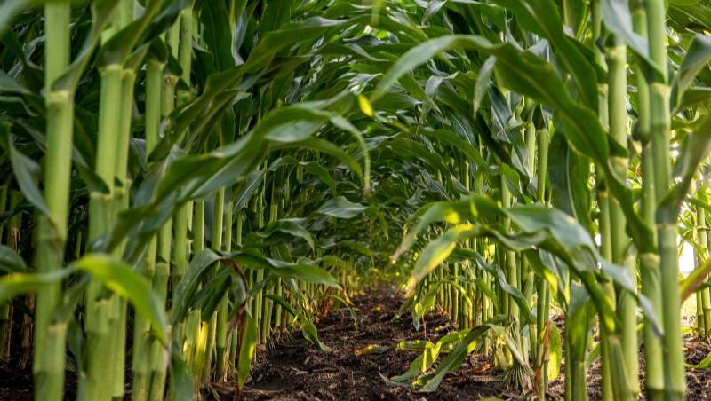 Crown Rot in Corn