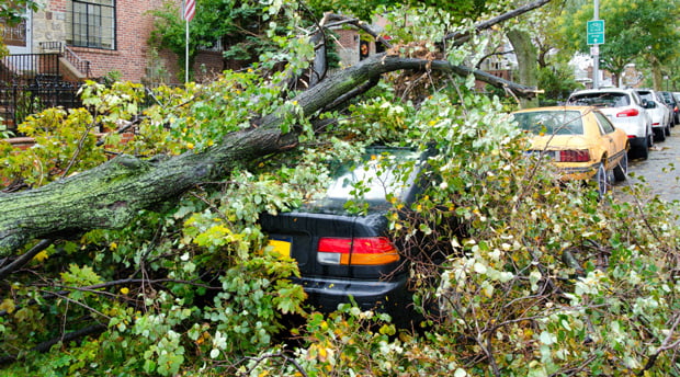 parked cars in city residential area are buried under fallen trees