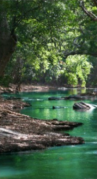 Natural river landscape with trees and water