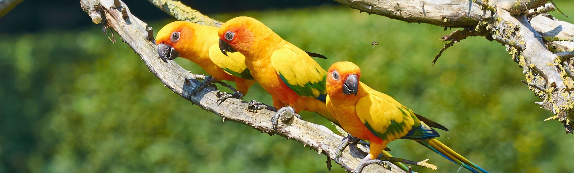 Hatch Suriname