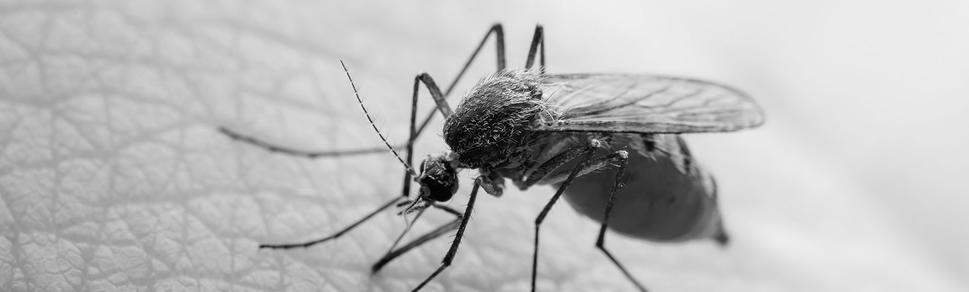 Mosquito-program