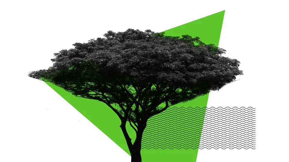 Carbon Credit