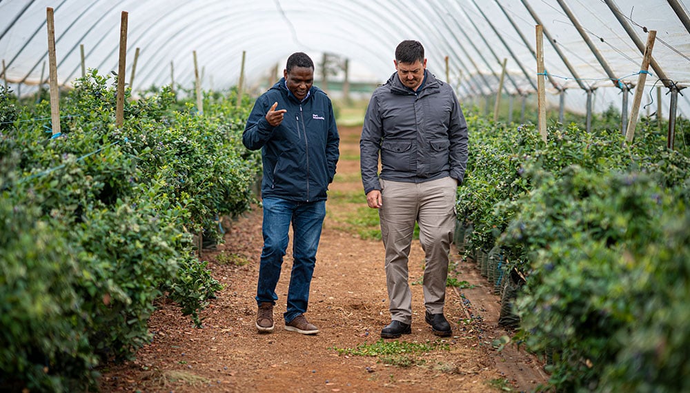 The horticulture levy system
