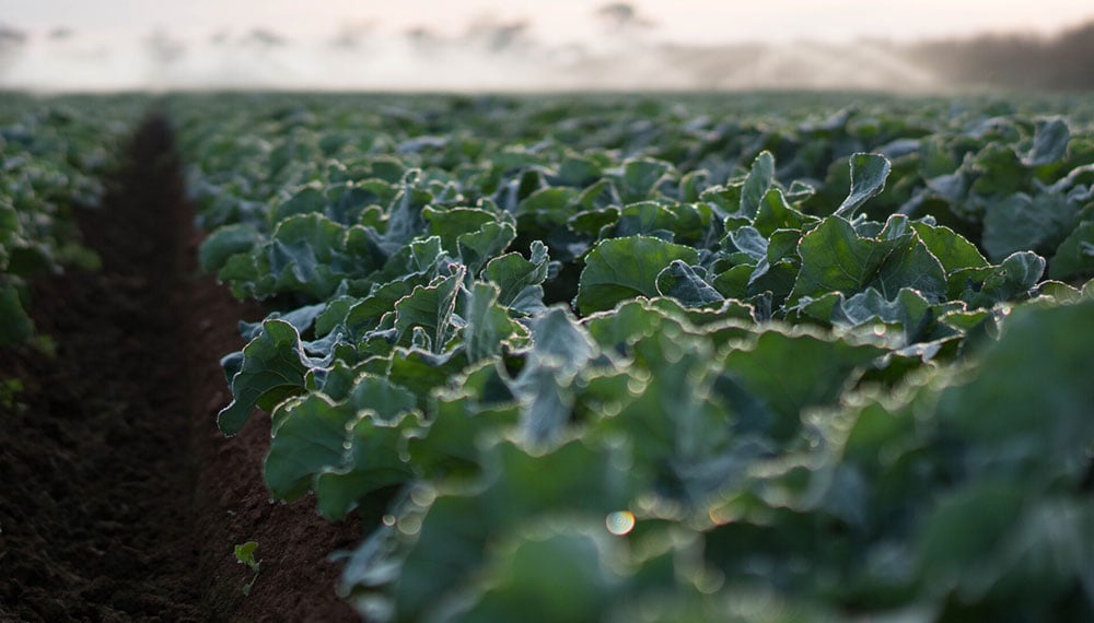 Hort Innovation as a Rural Research and Development Corporation