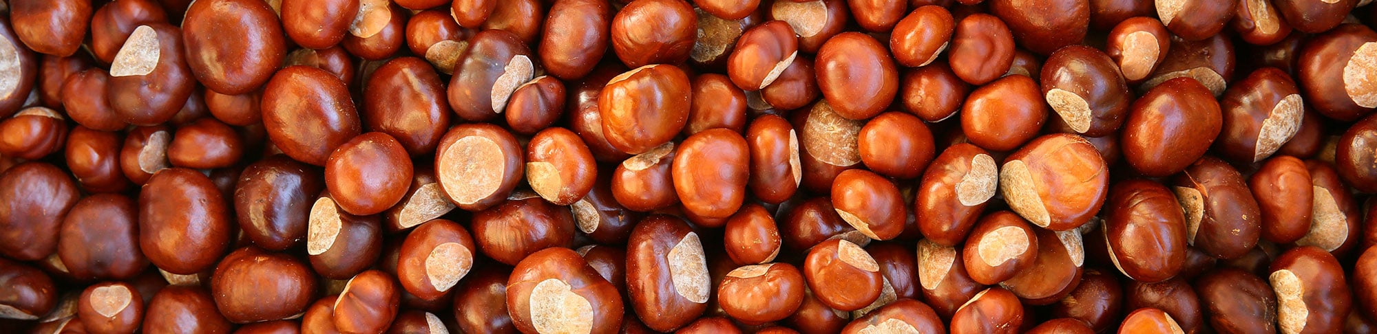 chestnut