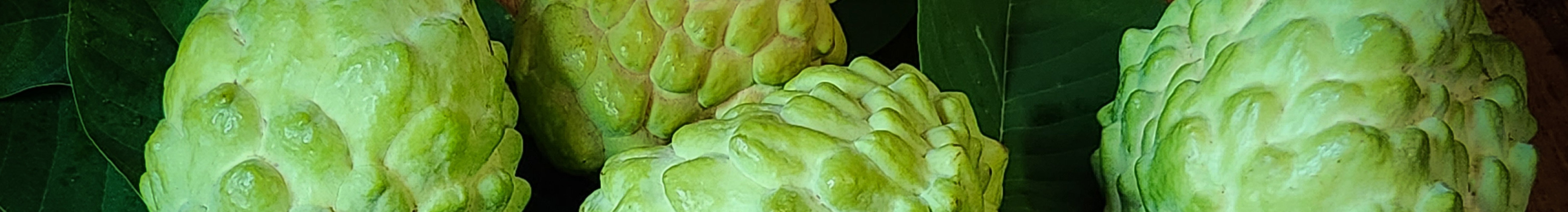 FP_Desk-Custard-apple-R