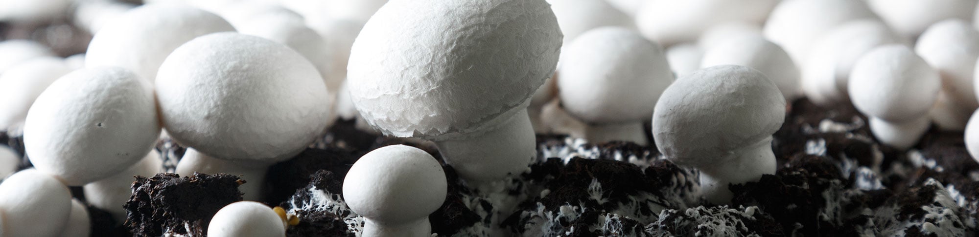 mushroom