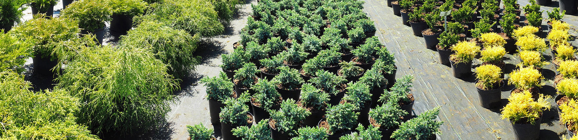 nursery