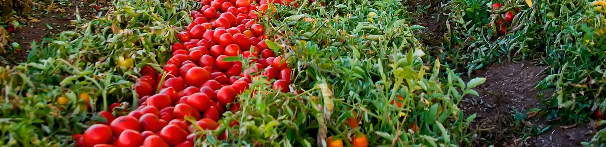 tomato