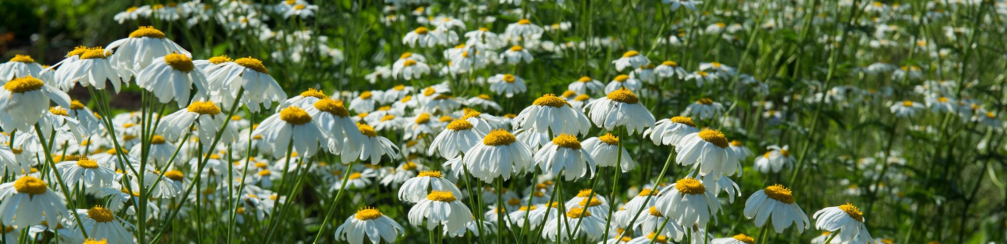 pyrethrum