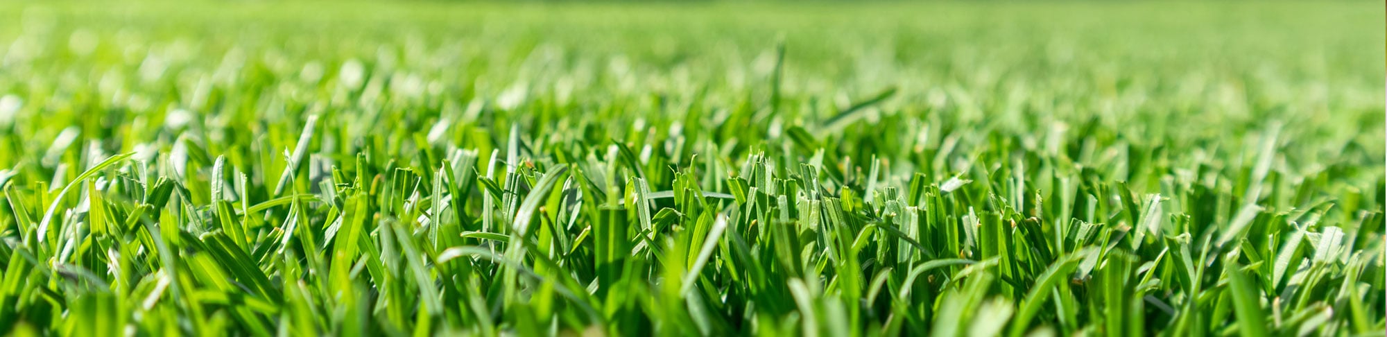turf