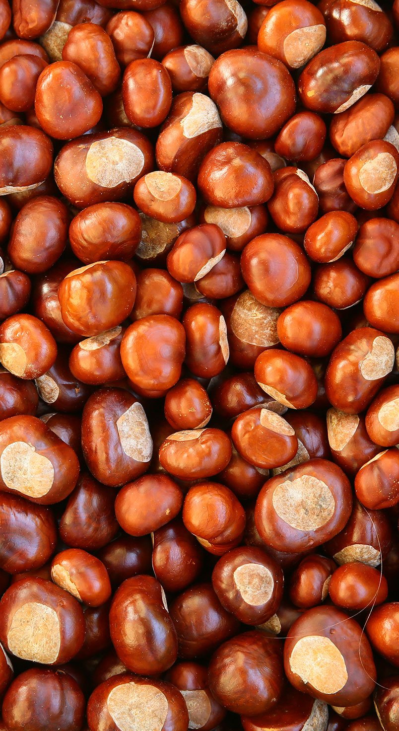 chestnut