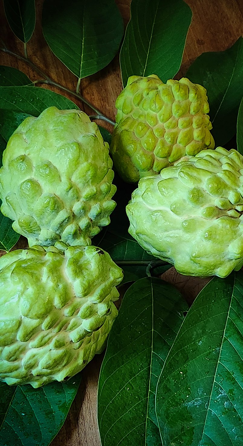 FP_Mobile-Custard-apple-R