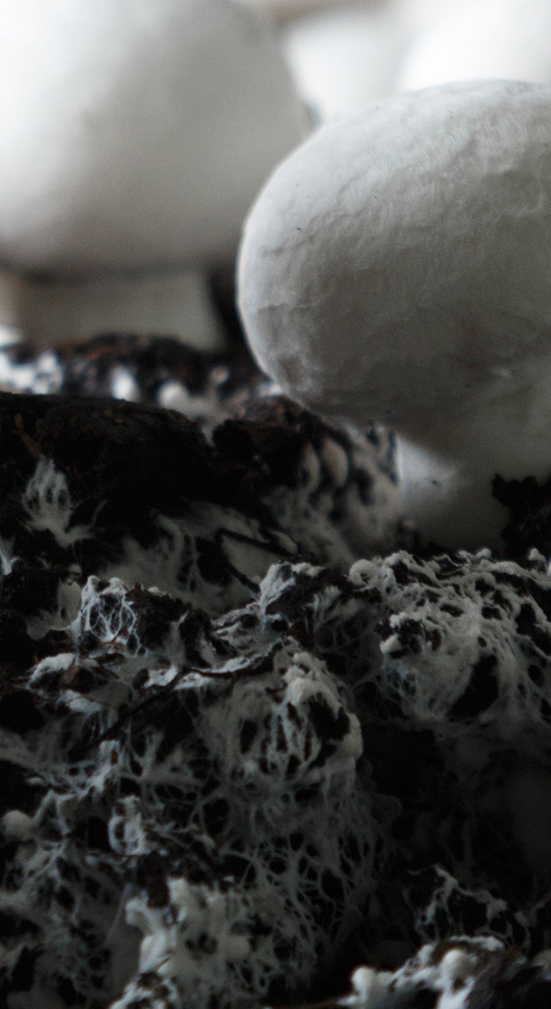 mushroom