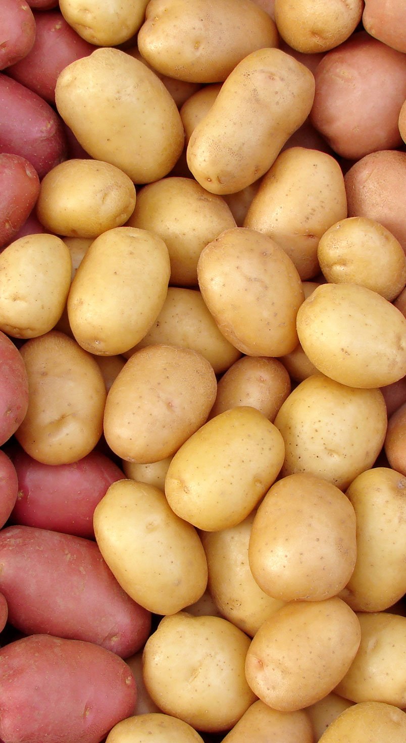 potato