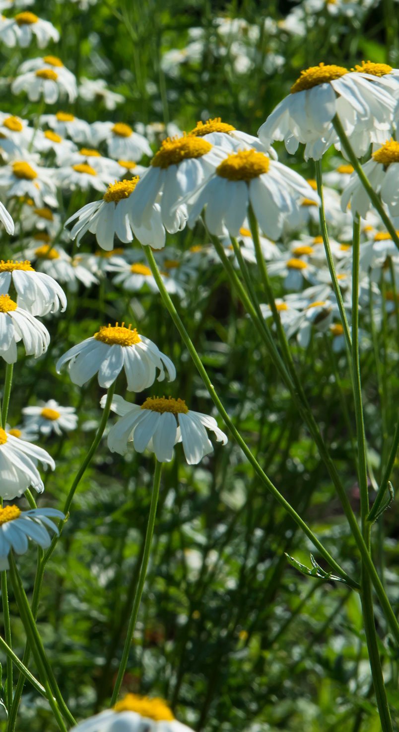 pyrethrum
