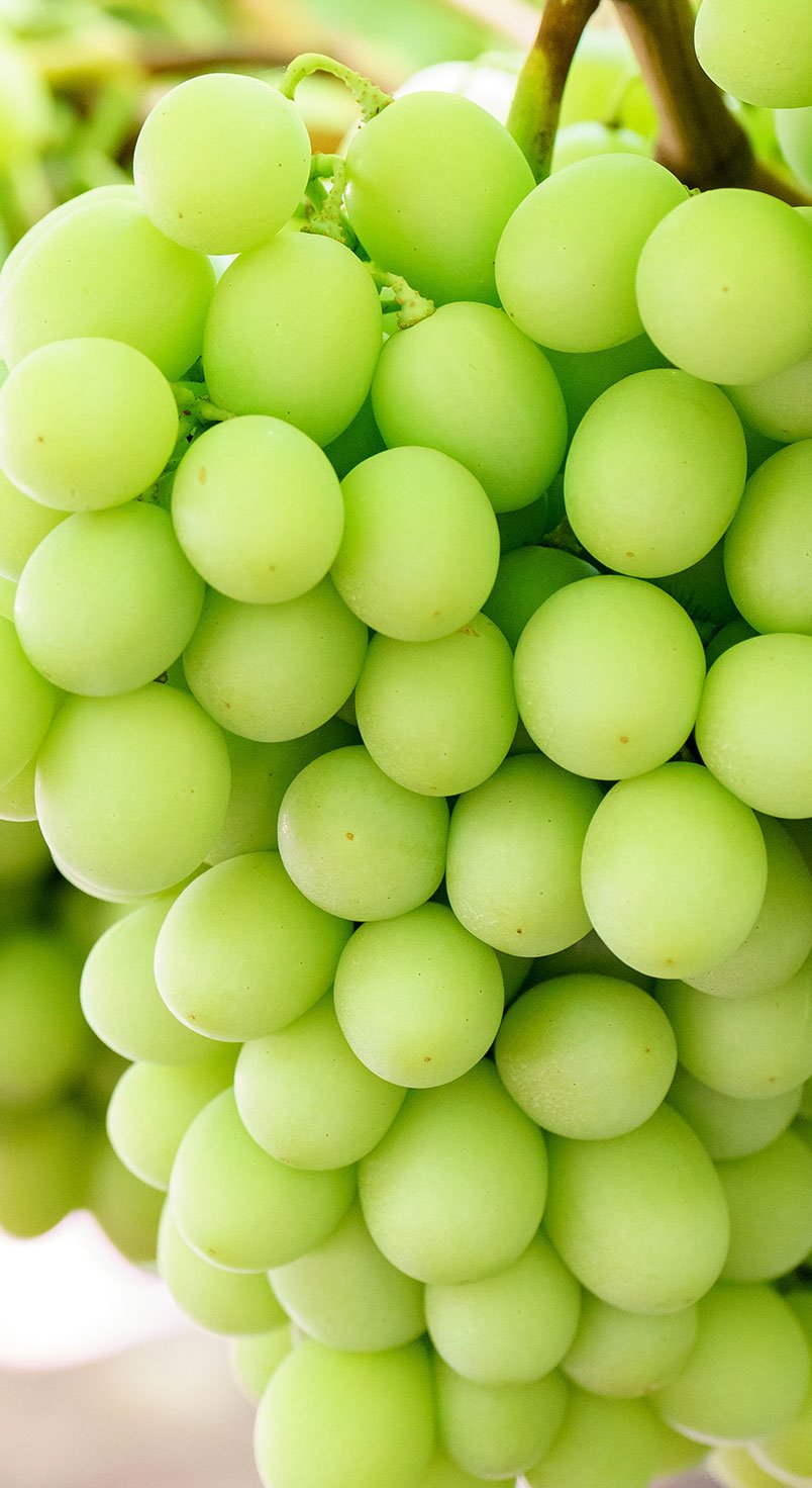grape