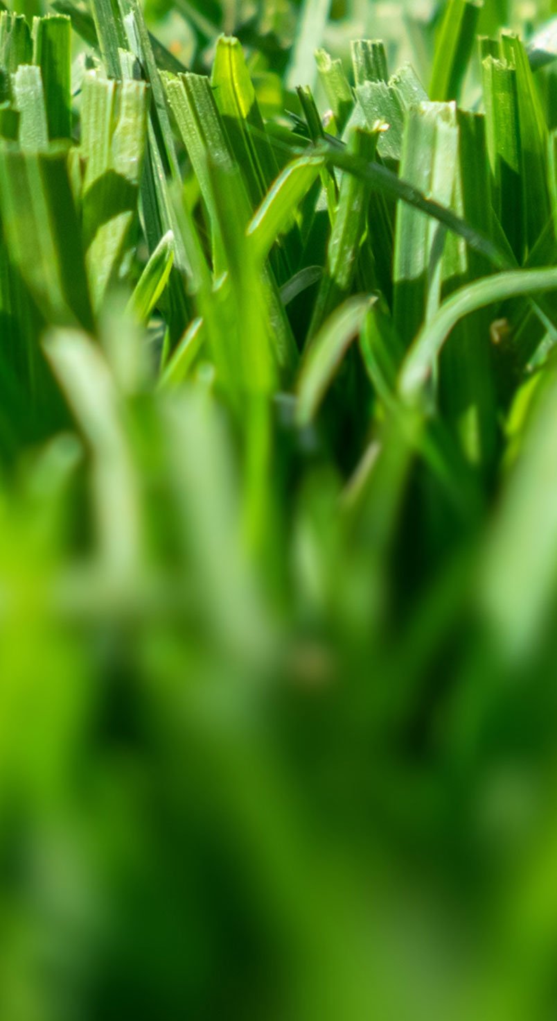 turf