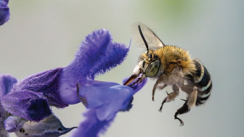 bee