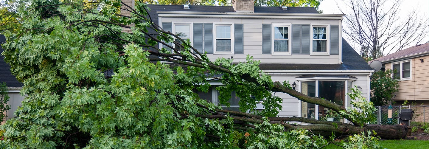 house with a downed tree in front
