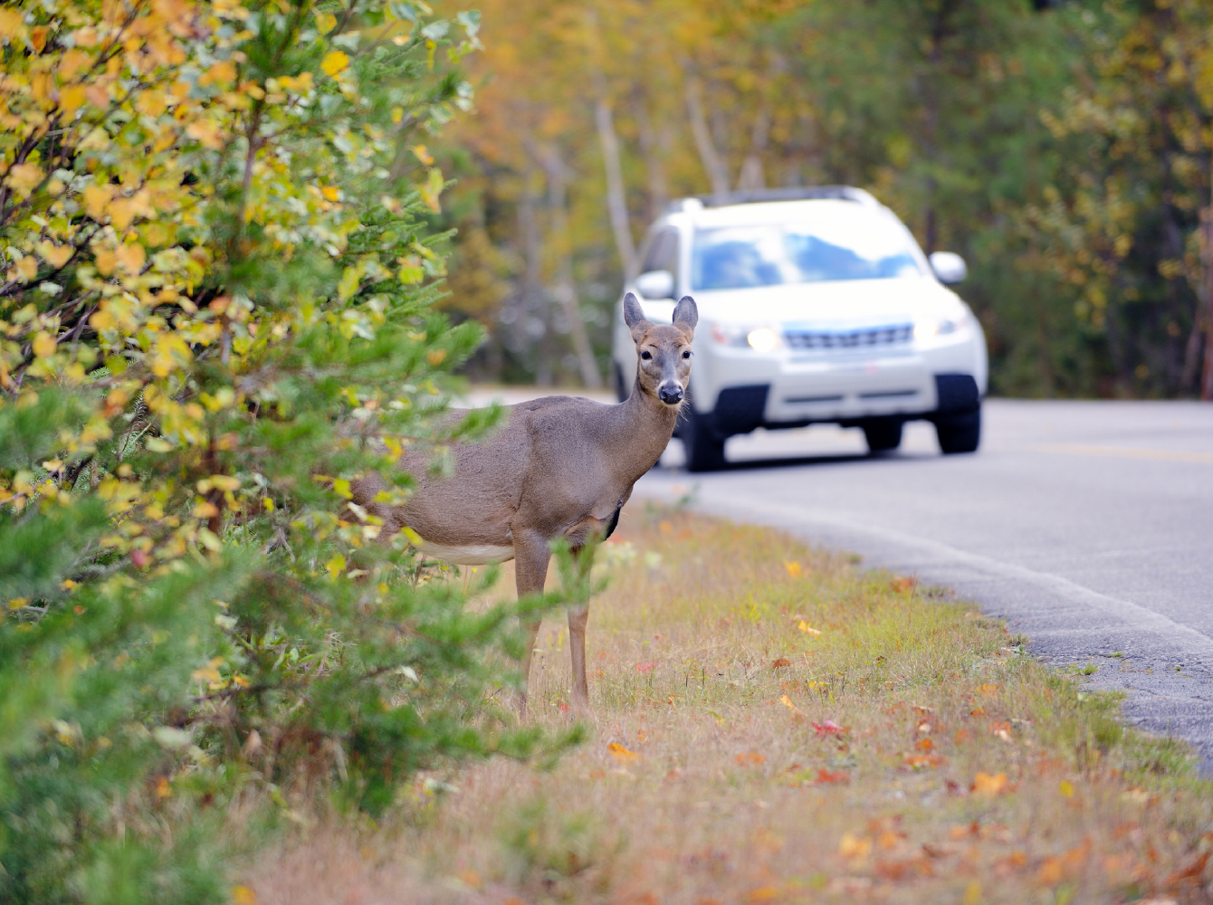 A deer stands at the roadside as a car approaches on a tree-lined autumn road.