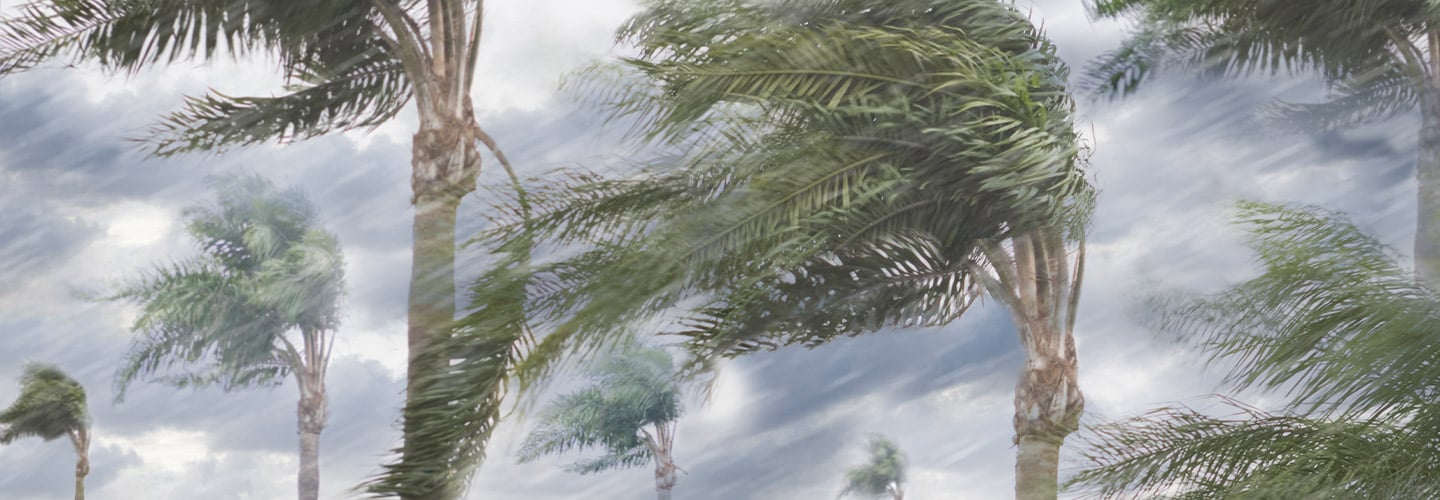palm trees blowing sideways in a hurricane