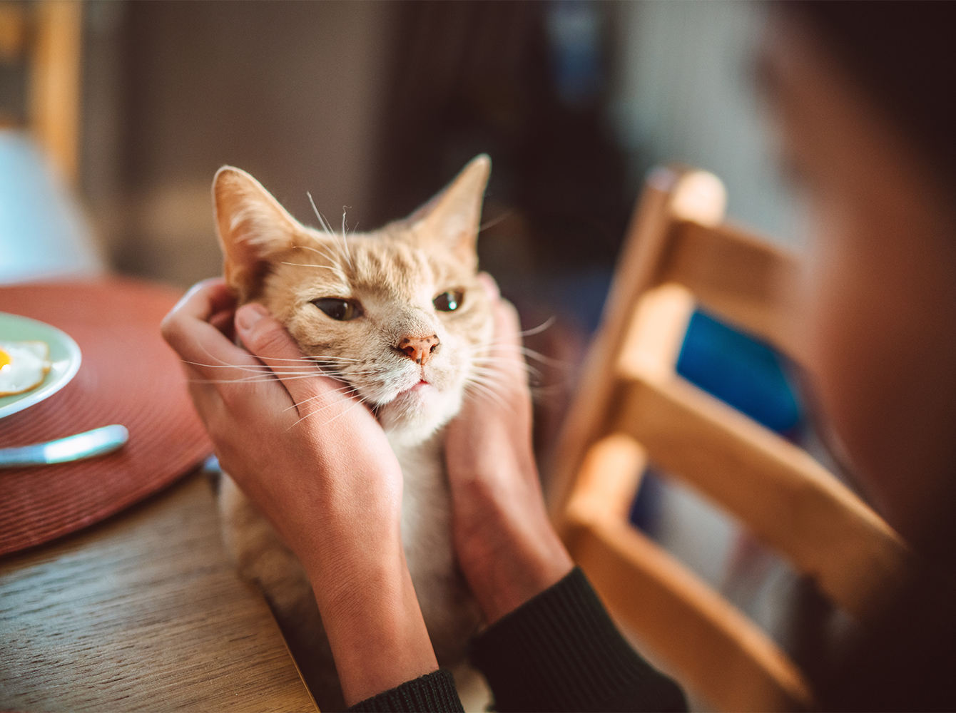 A cat is sitting on a kitchen table with a person holding the cat's face.