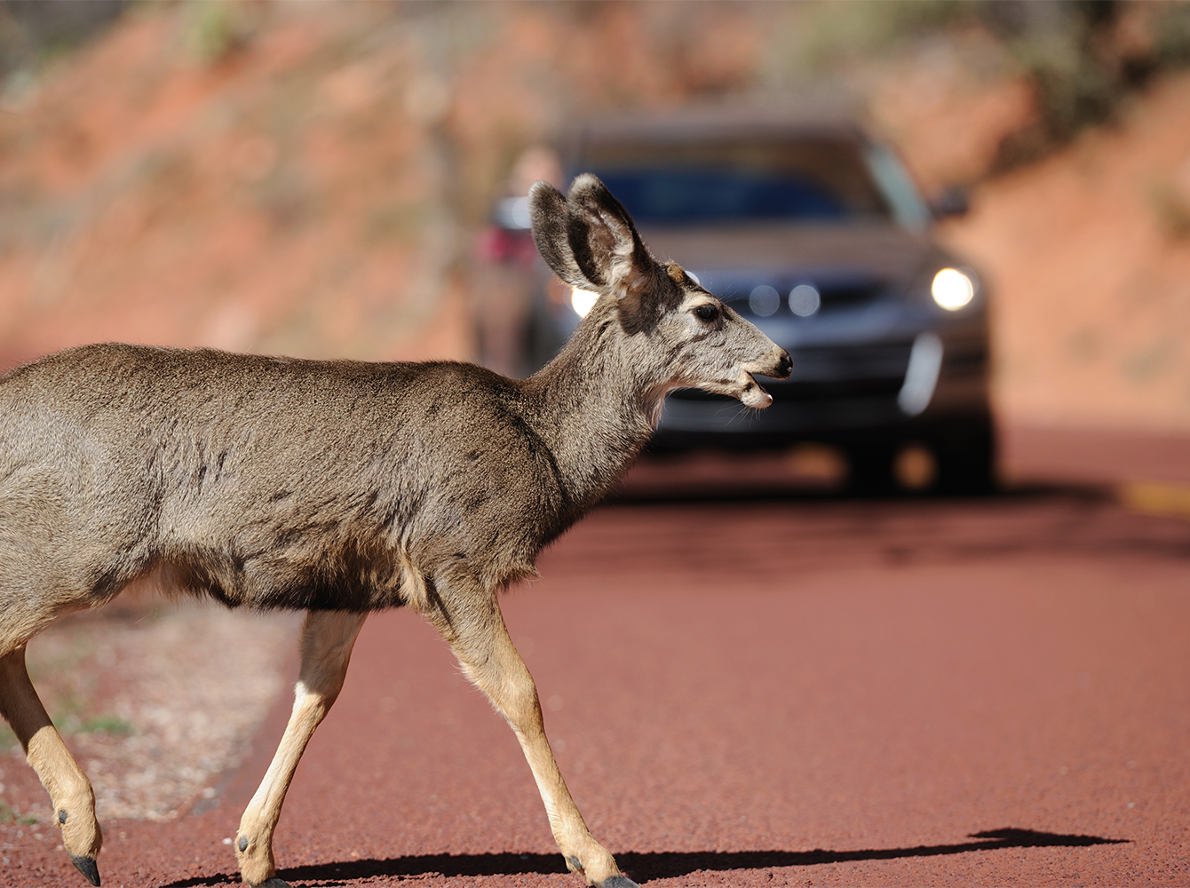 A car is coming up to a deer that is crossing the road.