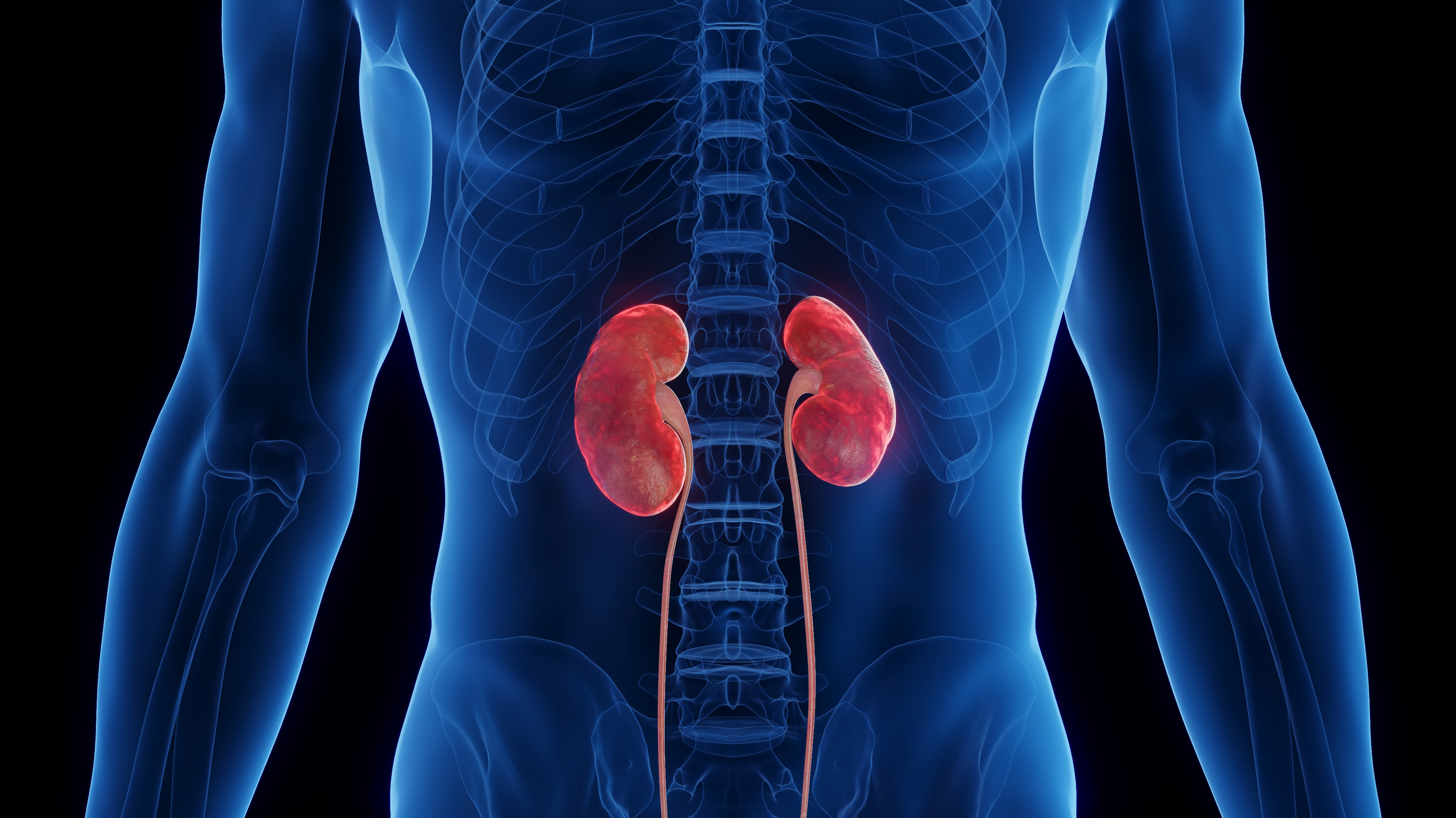Kidney scan  illustration