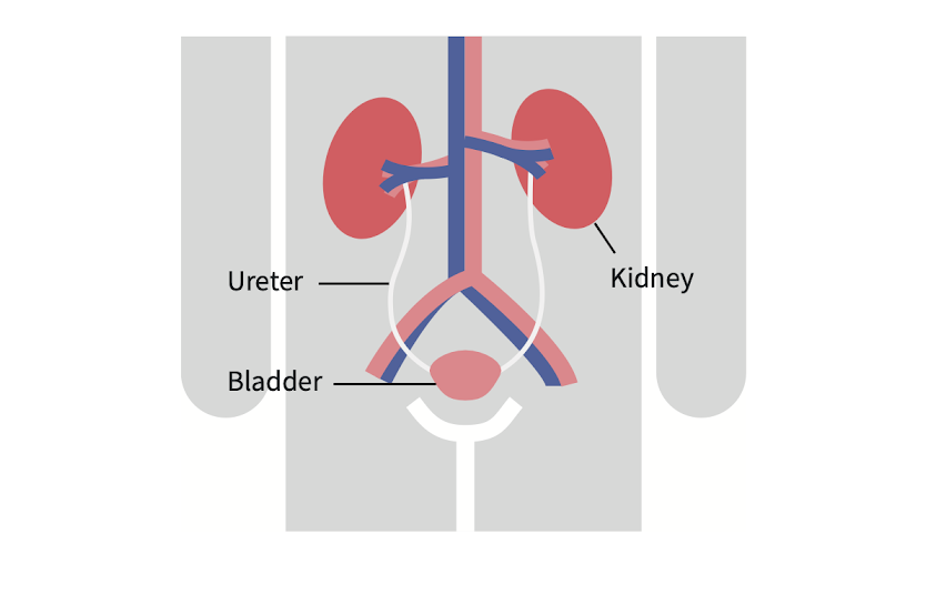 Illustration of the kidneys