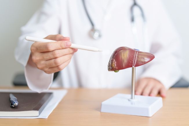 Doctor with 3D figure of a human liver