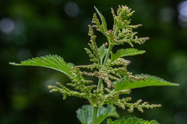 Nettles plant in the forest