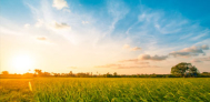 sunset in field