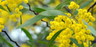multiple green plant with yellow buds